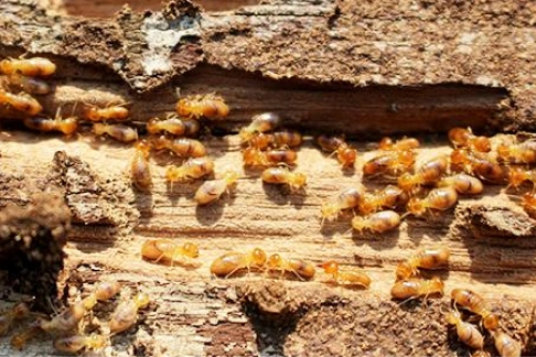 TERMITE-DAMAGE-REPAIR